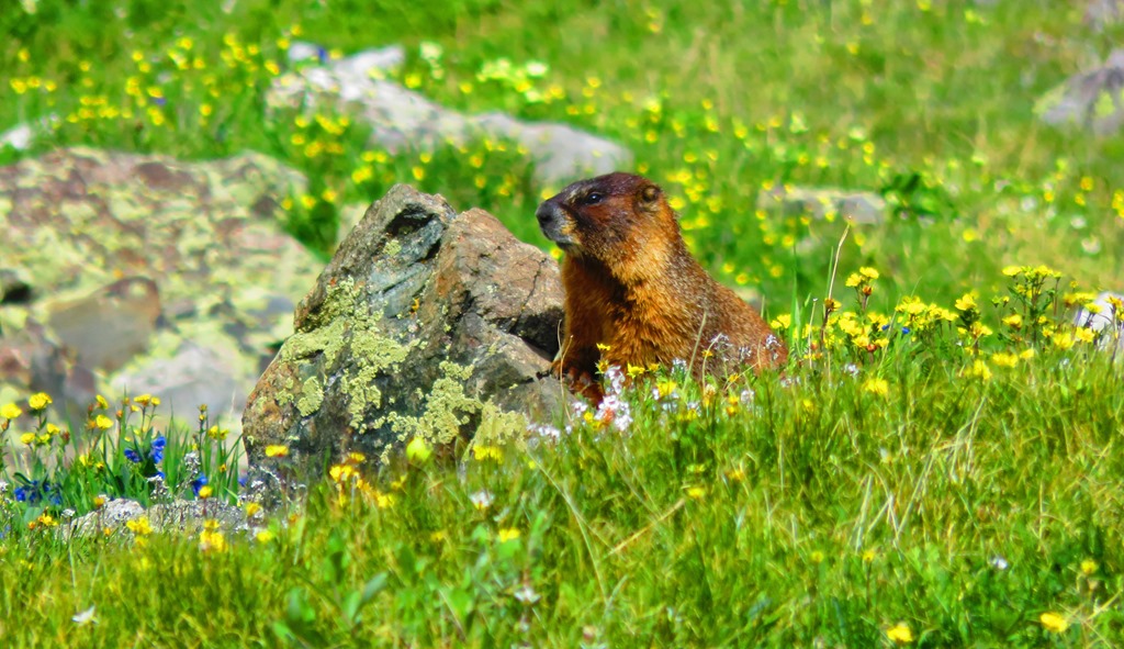 [Breckenridge72-11-Jul-20154.jpg]