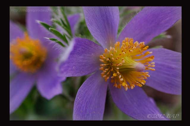 Pasque flower -- You Can Grow That!