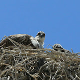 Ninho de águia Pescadora - Reserva de la Biosfera del Vizcaíno - Guerrero Negro, Baja Califórnia  - México