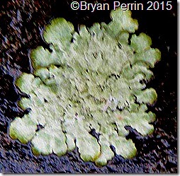 social lives of lichens