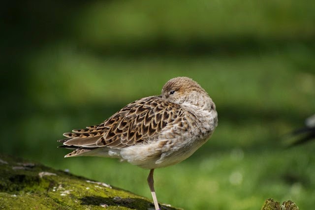 Digiscoping at Pensthorpe with Wex and Danny Porter