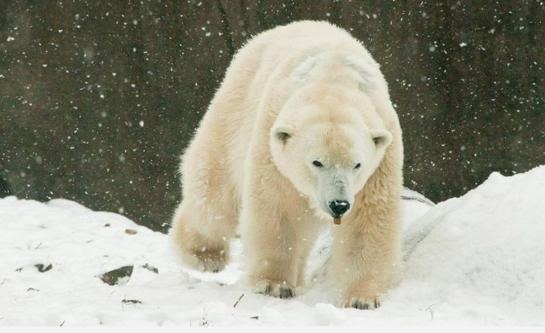 O mais velho urso polar dos Estados Unidos tiveram que ser sacrificados