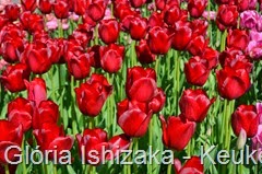 Glória Ishizaka - Keukenhof 2015 - tulipa 25