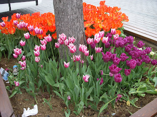 Istanbul - Tulips originated in Turkey not in the Netherlands as commonly believed...