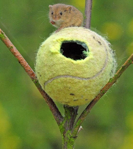 tennis-ball-mouse-home-4