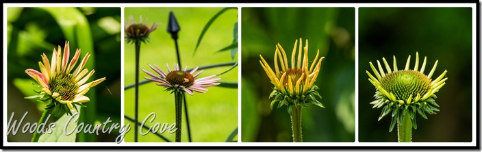 coneflower  Collage