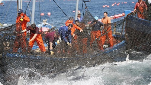 pesca-de-atun