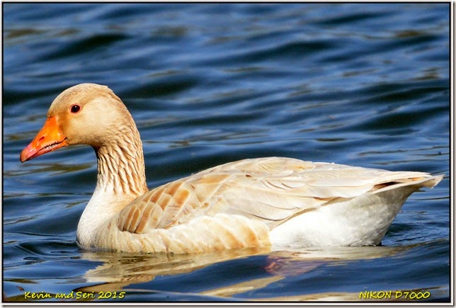 Slimbridge WWT - April