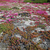 Ice plant - Orla de Monterey, Califórnia, EUA