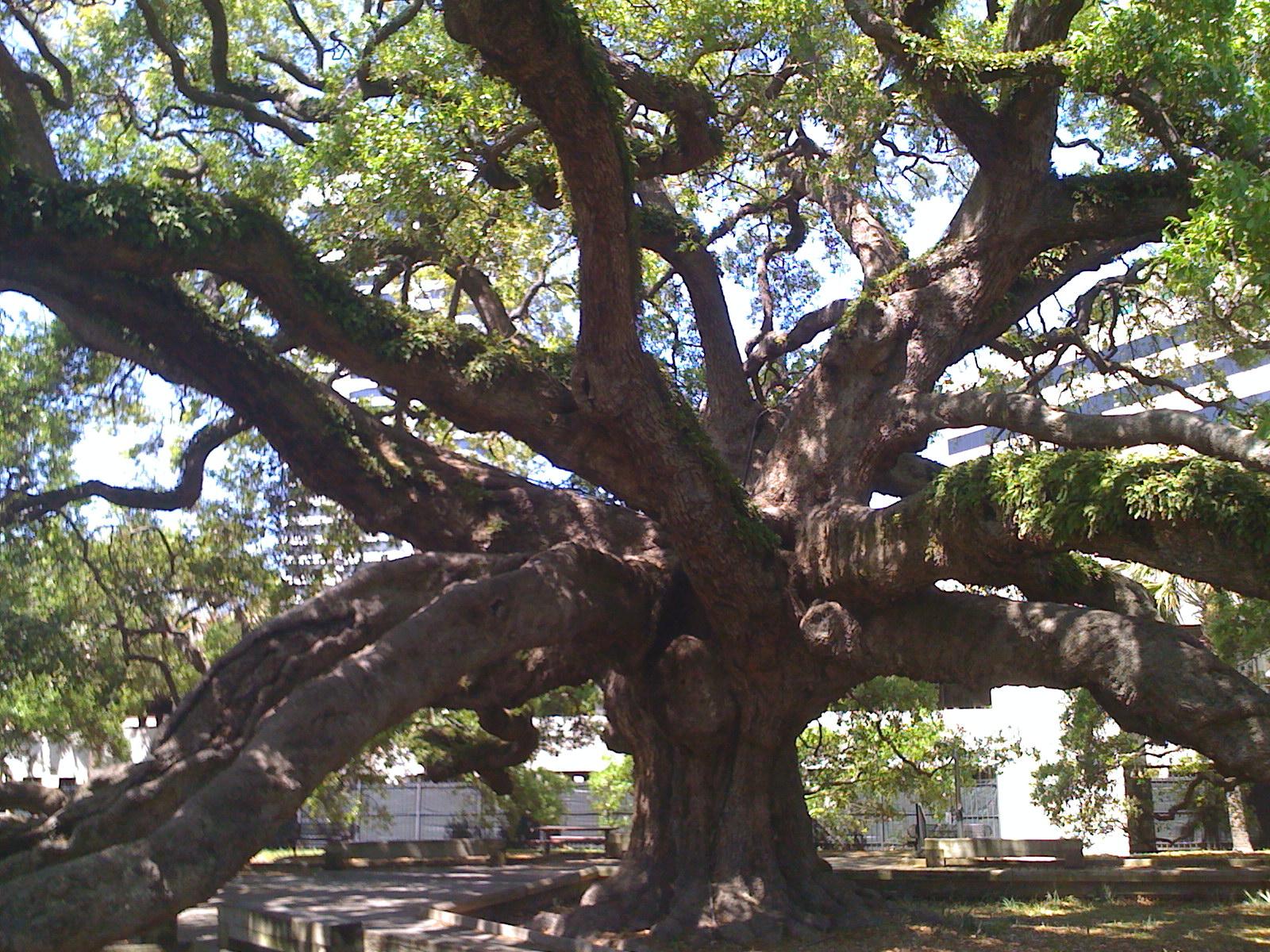 tree backdrop wedding