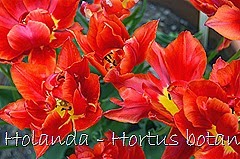 Glória Ishizaka - Hortus Botanicus Leiden - 99