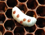 varroa