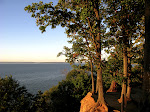 Trees above the Chesapeake Bay, Elk Neck State Park, near North East, Maryland, near the border to Delaware.