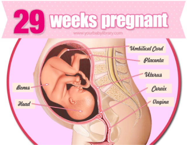 21Th Week Of Pregnancy Diet