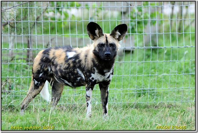 Yorkshire Wildlife Park - August