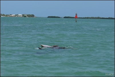 Dolphin Mating near Venture Out channel, swimming on his back