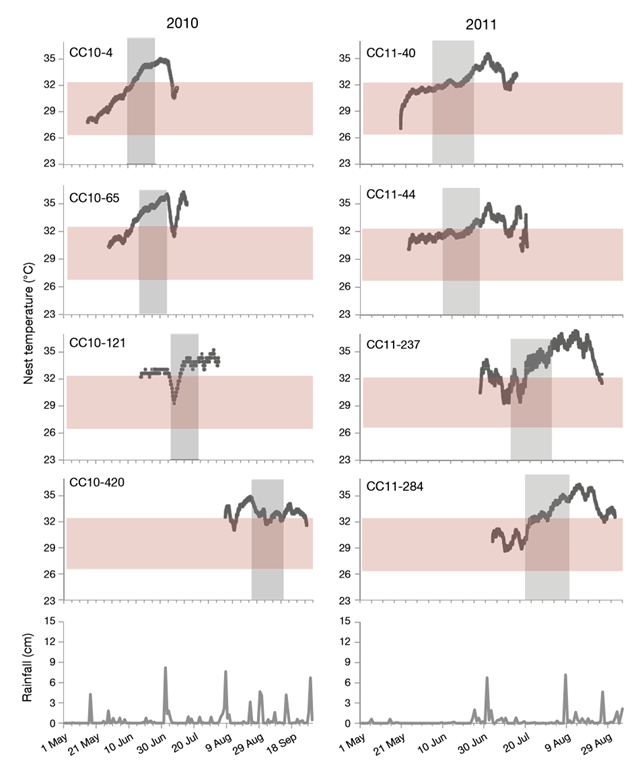 Nest temperatures and rainfall for the 2010 to 2013 loggerhead turtle nesting seasons at Boca Raton, Florida [2010 and 2011 shown]. Incubation temperatures measured in each nest are shown by the gray plot lines. The red shading indicates the published transitional range of temperatures (TRT) over which males and females may occur in Florida (Girondot 1999). The vertical gray boxes denote the predicted thermosensitive period (TSP) for each nest during which embryonic sex is determined. Graphic: Lolavar and Wyneken, 2015 / Endangered Species Research