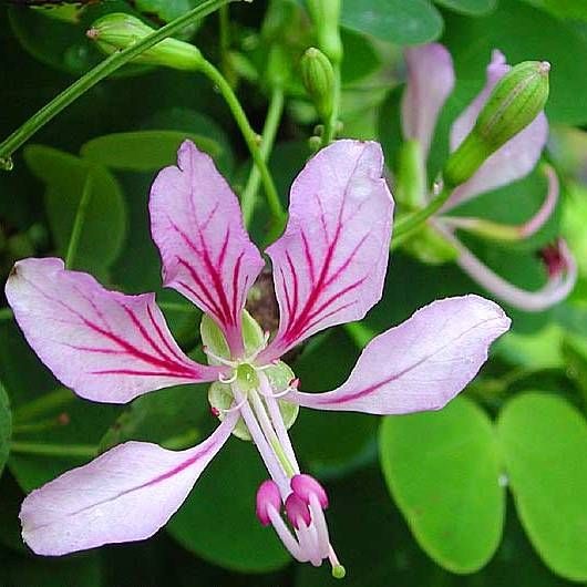 [Bauhinia_yunnanensis%25201%255B3%255D.jpg]