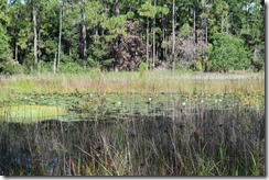 Water lillies on pond 2