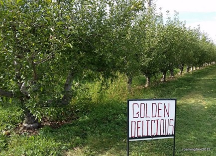 At the apple orchard