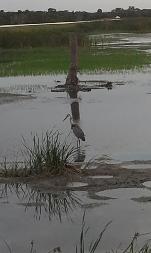 Wetland «Viera Wetlands», reviews and photos, 10001 N Wickham Rd, Melbourne, FL 32940, USA