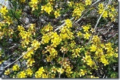 Yellow scrub flowers