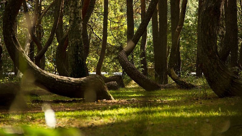 crooked-forest-poland-6