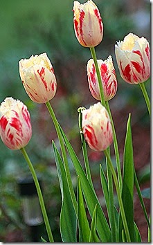 Tulip Carrousel