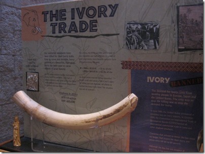 IMG_0300 Elephant Tusk at the Oregon Zoo in Portland, Oregon on November 10, 2009