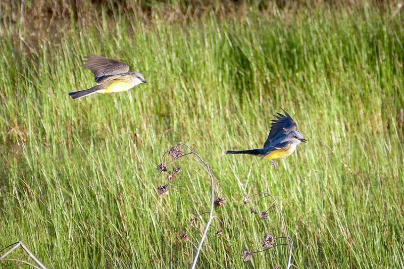 Western Kingbird Pair P1020378