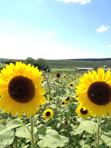 Tourist Attraction «Sunflower Maze», reviews and photos, South St, Middlefield, CT 06455, USA