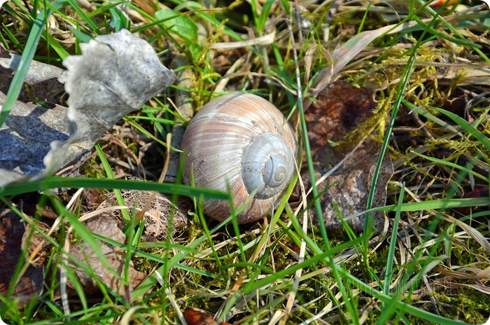 Schnecke am Rhein (02)