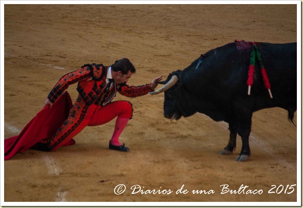 Toros1-9524