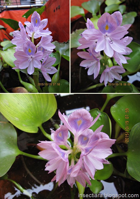 bunga Eceng Gondok (Eichhornia crassipes)_2