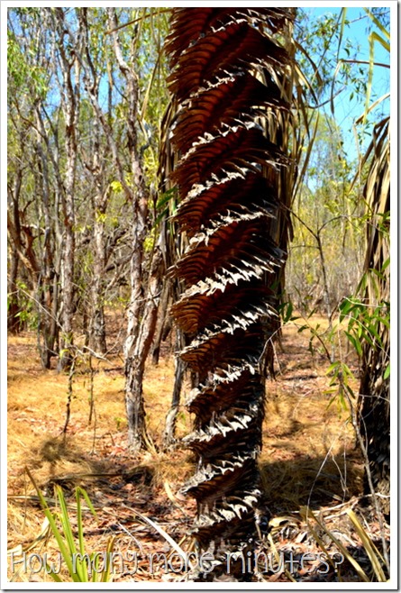 Kakadu: Mardugal Billabong Walk | How Many More Minutes?