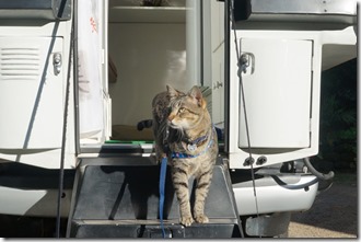 Um casal e um gato dentro de uma Camper - soluções criativas 1