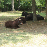 Bulls at the old farm at the Nashville Zoo 09032011