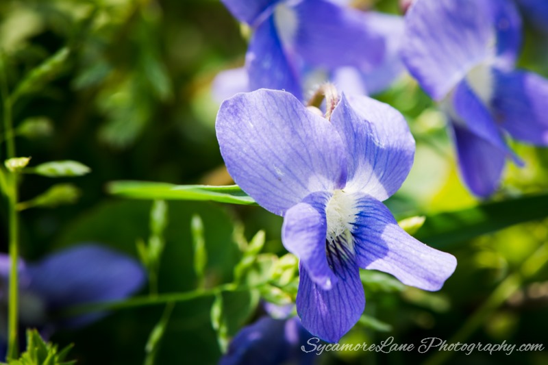 SycamoreLane Photography Nature-violet 2015