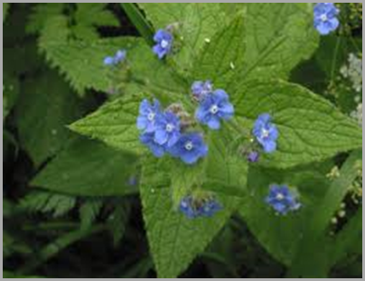 Green alkanet