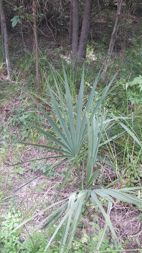 Nature Preserve «Spring Creek Greenway Nature Center», reviews and photos, 1300 Riley Fuzzel Rd, Spring, TX 77386, USA