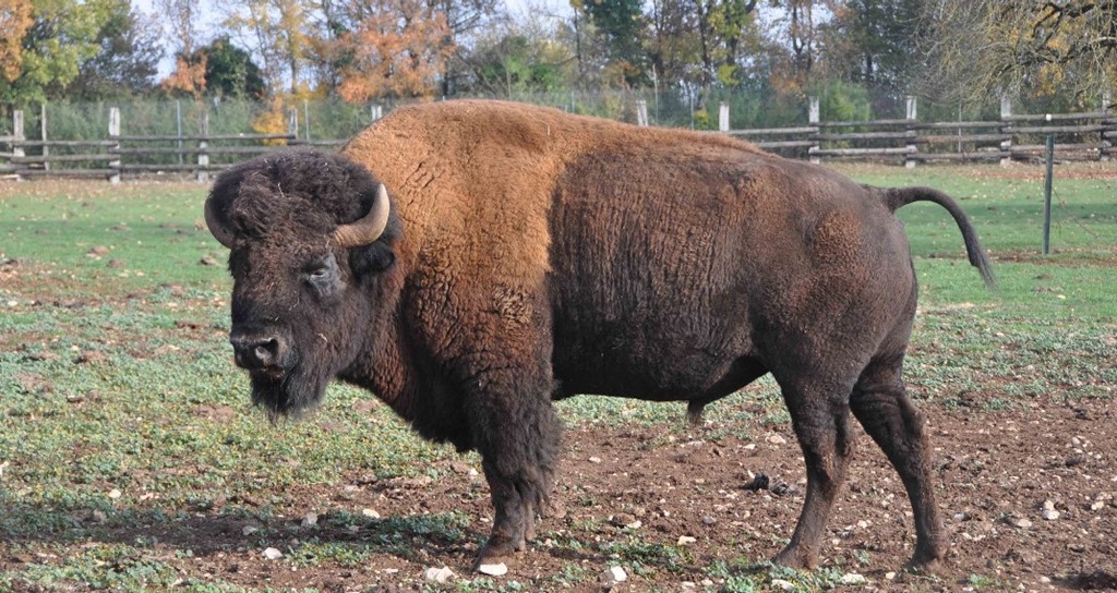 [Gramat%2520bison%2520d%2527Am%25C3%25A9rique%255B6%255D.jpg]