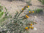 Buckhorn cholla, multi-colored 5/8