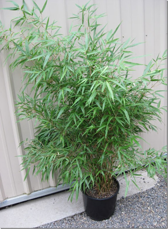 slow growing bamboo