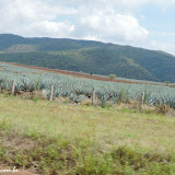 Plantação de agave para produção de tequila, rumo a Guadalajara, México