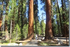 Sequoia National Park drive 4-018