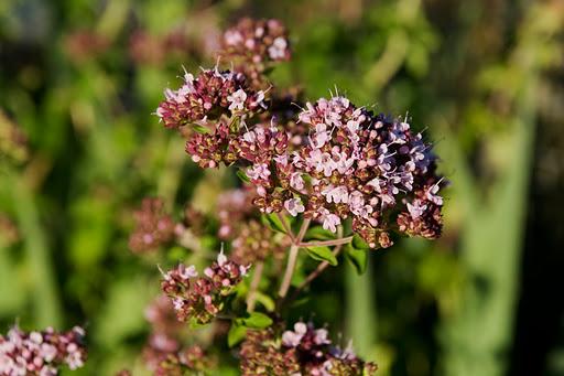 Wedding Flowers :: Oregano