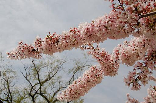 Taken during Cherry blossom