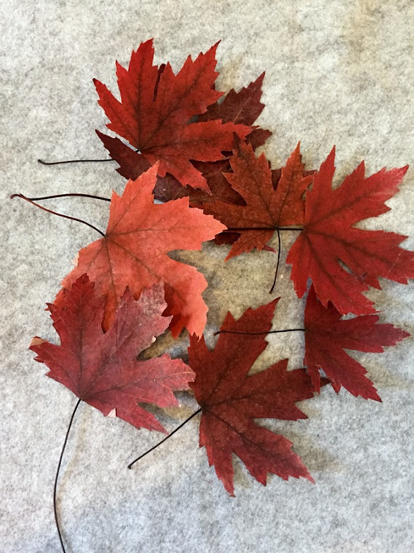 Friday High Five - Pressed leaves via homework (2)