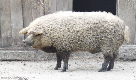 conheca-mangalitsa-o-porco-ovelha