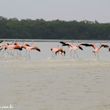 Flamingos na Ria de Celestun, México